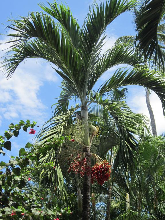 Hotel El Paraiso Escondido - Costa Rica Хако Екстер'єр фото