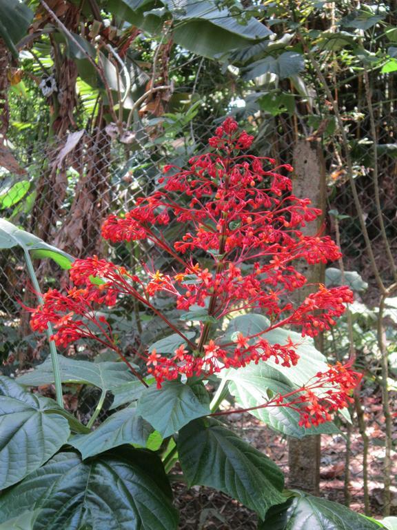 Hotel El Paraiso Escondido - Costa Rica Хако Екстер'єр фото