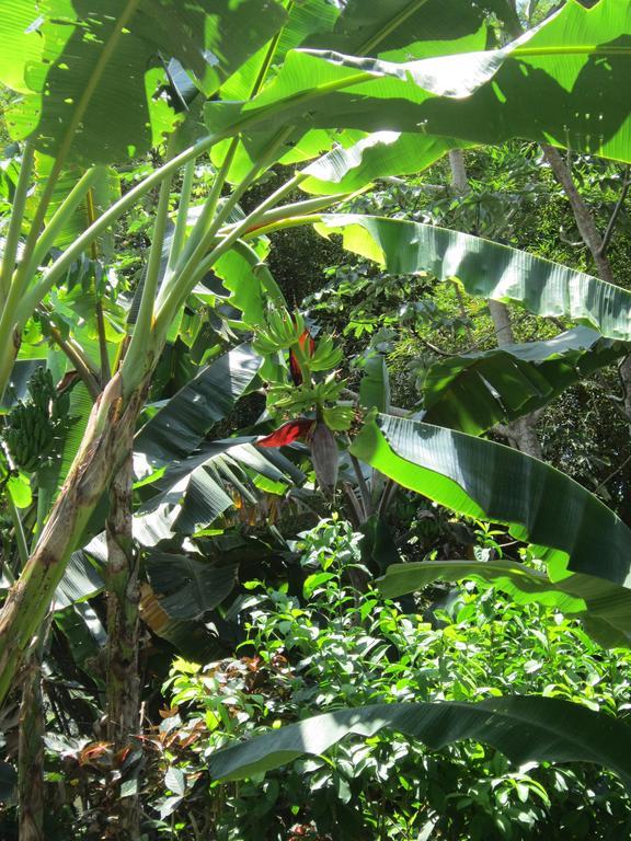 Hotel El Paraiso Escondido - Costa Rica Хако Екстер'єр фото