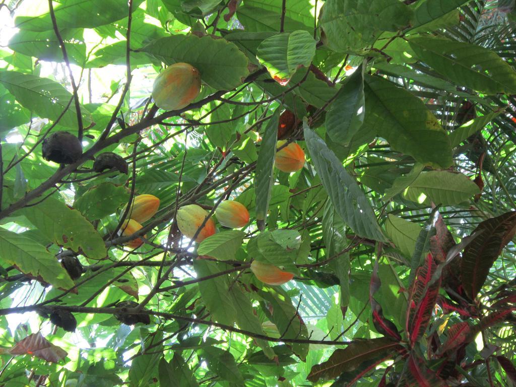 Hotel El Paraiso Escondido - Costa Rica Хако Екстер'єр фото